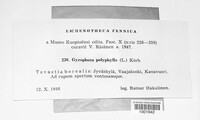 Umbilicaria polyphylla image